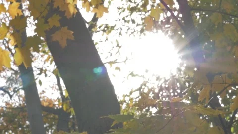 Trees in fall Stock Footage 114247193