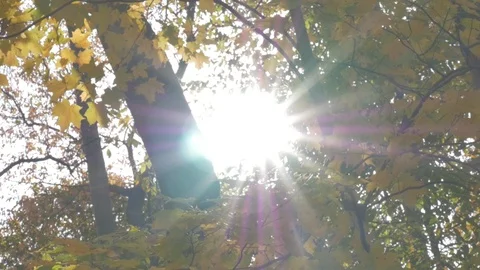 Trees in fall Stock Footage 114247194