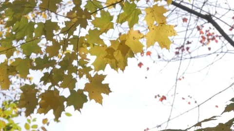 Trees in fall Stock Footage 114247205