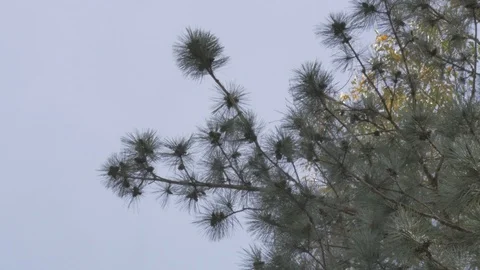 Trees in fall Stock Footage 114247216