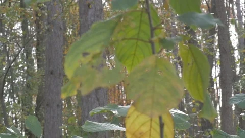 Trees in fall Stock Footage 114247224