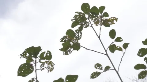 Trees in fall Stock Footage 114247280