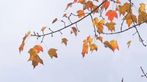 Trees in fall Stock Footage 114247298