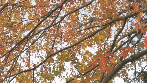 Trees in fall Stock Footage 114247304