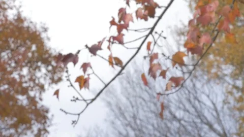 Trees in fall Stock Footage 114247306
