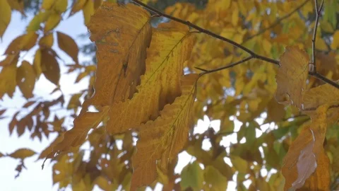 Trees in fall Stock Footage 114247310