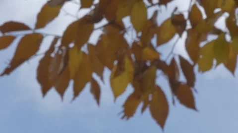 Trees in fall Stock Footage 114247325