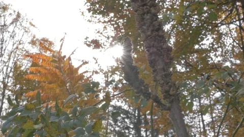 Trees in fall Stock Footage 114247333