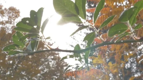 Trees in fall Stock Footage 114247334