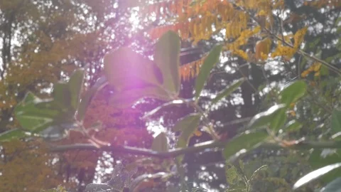 Trees in fall Stock Footage 114247341