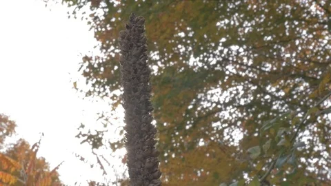 Trees in fall Stock Footage 114247342