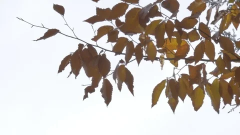 Trees in fall Stock Footage 114247351