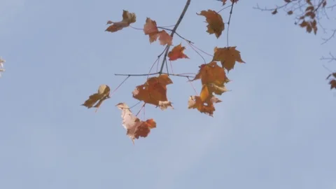 Trees in fall Stock Footage 114247352