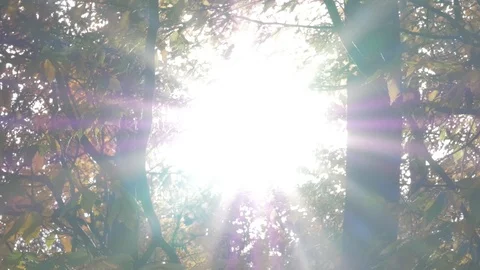 Trees in fall Stock Footage 114247357