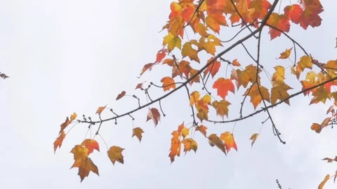 Trees in fall Stock Footage 114498348
