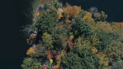 TREES FALL Stockbeeldmateriaal 127516051