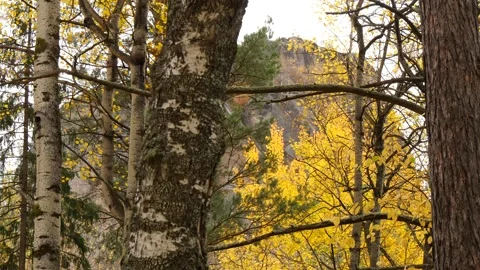 Trees in the fall forest against a huge rock in the background. Video stock 297015231
