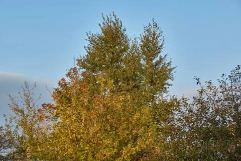 Trees in the fall in garden plots. Stock Photos
