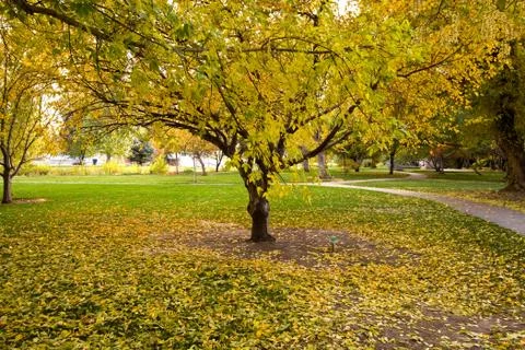 Trees in the fall Stock Photos