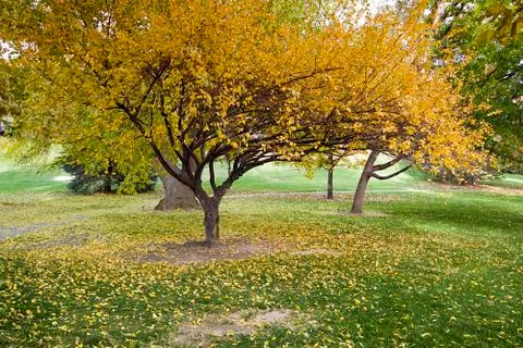 Trees in the fall Stock Photos