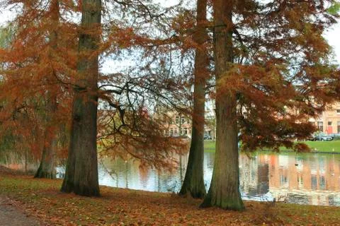 Trees in the fall Stock Photos