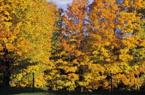 Trees In The Fall Stock Photos