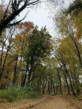 Trees in the fall Fotos de archivo