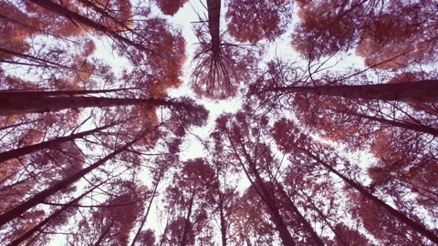 Trees in fall season Stock Footage 86149634