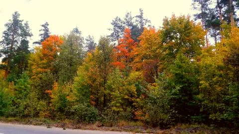 Trees in the fall with yellow , red, and green leaves Stock Photos
