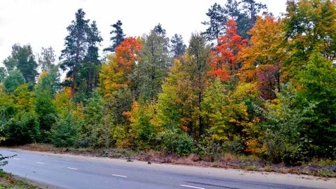 Trees in the fall with yellow , red, and green leaves Stock Photos