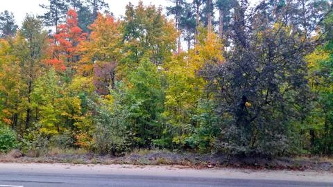 Trees in the fall with yellow , red, and green leaves Stock Photos