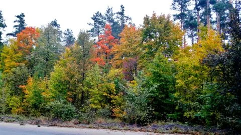 Trees in the fall with yellow , red, and green leaves Stock Photos