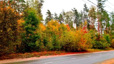 Trees in the fall with yellow , red, and green leaves Stock Photos