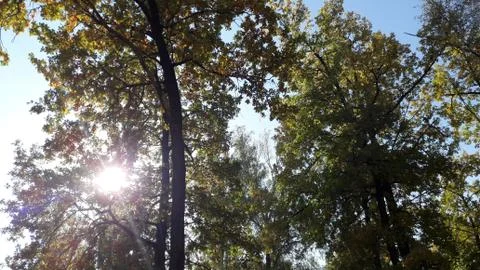 Trees in the fall with yellow , red, and green leaves Foto stock