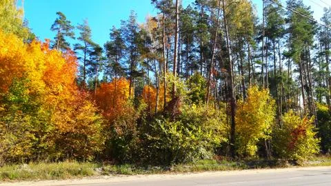Trees in the fall with yellow , red, and green leaves Stock Photos