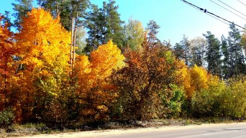 Trees in the fall with yellow , red, and green leaves Stock Photos