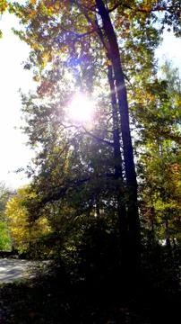 Trees in the fall with yellow , red, and green leaves Stock Photos