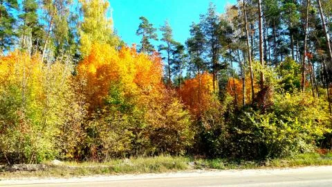 Trees in the fall with yellow , red, and green leaves Stock Photos