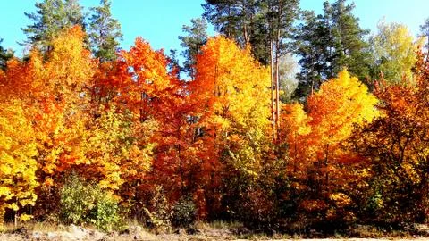 Trees in the fall with yellow , red, and green leaves Stock Photos