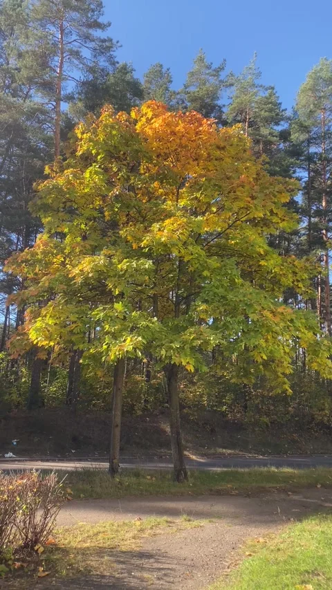 Trees in the fall. Yellow red leaves in the fall. Vertical video Stock Footage 287936611