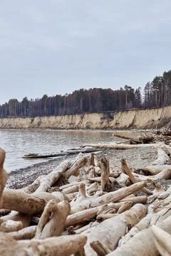 Trees fallen from a cliff lie on the seashore. The water is eroding the coast Stock Photos