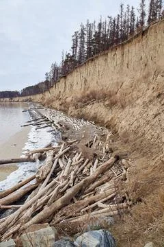 Trees fallen from a cliff lie on the seashore. The water is eroding the co... Foto stock