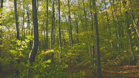 Trees with fallen leaves Video stock 249338992