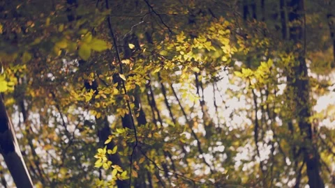Trees with fallen leaves Video stock 250189444