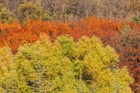Trees with fallen leaves Stock Photos