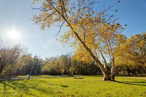 Trees with fallen leaves Stock Photos