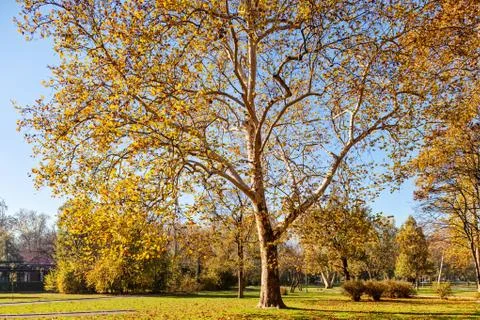 Trees with fallen leaves Stock Photos