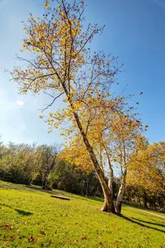 Trees with fallen leaves Stock Photos