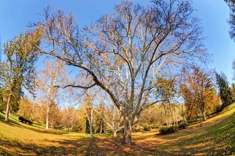 Trees with fallen leaves Stock Photos