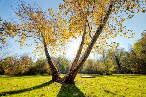 Trees with fallen leaves Stock Photos